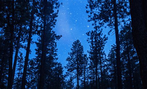 Forestry Science 的图像结果