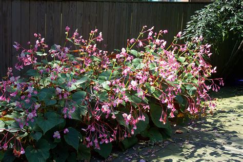 The Hardy Begonia: A Star for Every Garden | HillRag