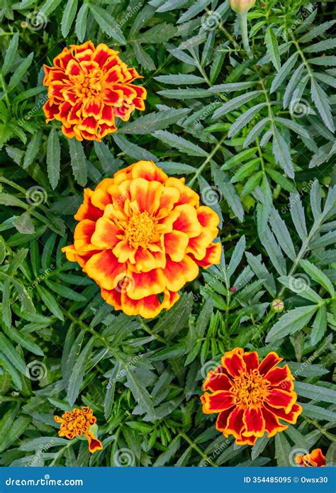 French Marigold Flower or Tagetes Patula. Close Up Stock Image - Image ...