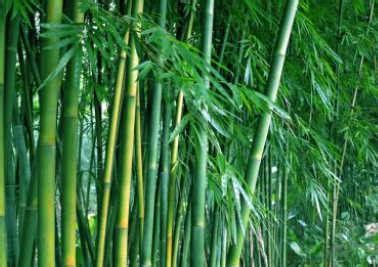 哪种竹子适合北方庭院种植-绿宝园林网
