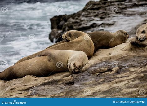 Sea Lions La Jolla stock image. Image of colonies, breath - 87170685