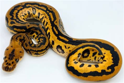 Image result for Lace Ball Python