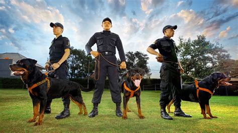 Guard Dog Provision | DOBS K9 SECURITY SERVICES