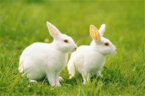 87年属兔二次婚姻在几岁 -属兔-生肖网