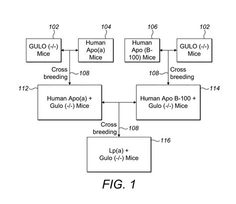 Transgenic mouse expressing human apo(a) and human apo(B-100) with disabled vitamin C gene ...