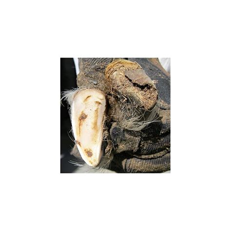 BossTools Battery Powered Goat Hoof Trimmer Set - 20 Volt India | Ubuy