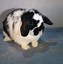 Image result for Baby Brown Holland Lop Bunnies