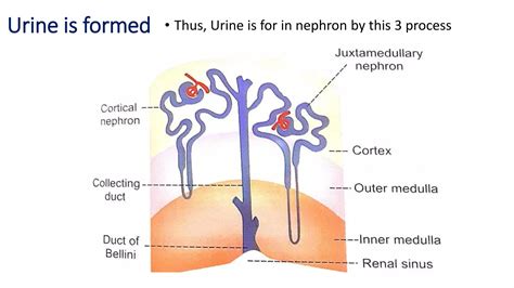 Structure and function of kidney , structure of nephron and urine formation | PPTX