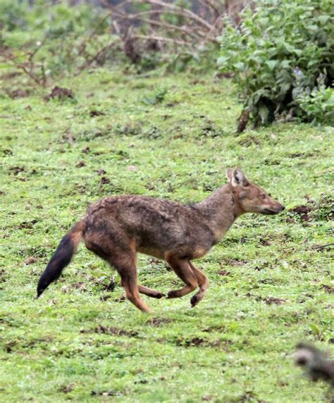 Genus Lupulella African Jackals — Coke Smith Wildlife