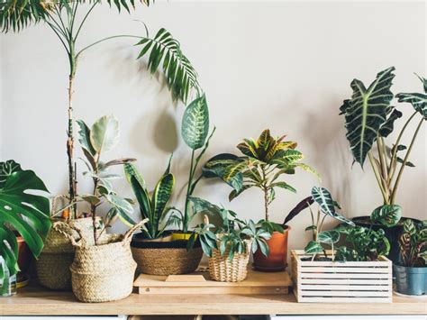 10 Best Indoor Tropical Plants - Types Of Tropical Plants To Grow Indoors
