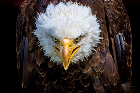 Eagles PNG Images Transparent Free Download | PNGMart