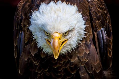 Bald Eagle Head at George Ashcraft blog