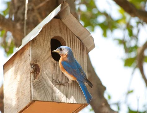 Bird House Hole Size Guide: Everything You Need to Know