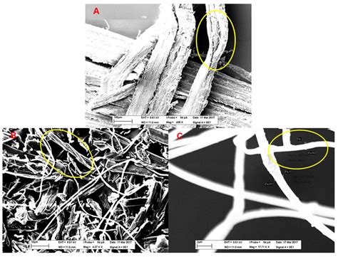 Biocomposite Fabrication from Enzymatically Treated Nanocellulosic ...
