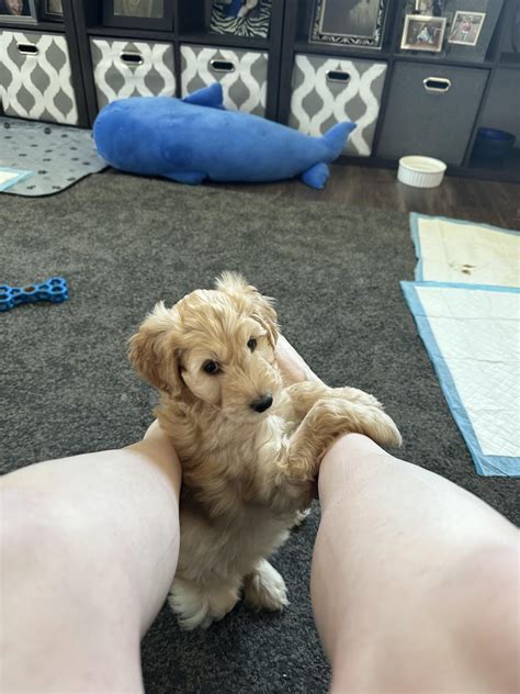 Miss Winifred! : r/labradoodles