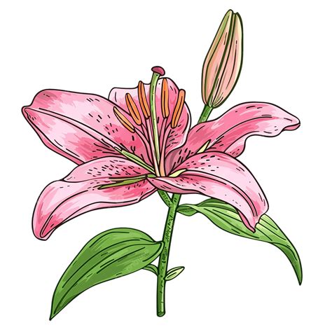 Simple Lily Flower Drawing With Colour - Infoupdate.org