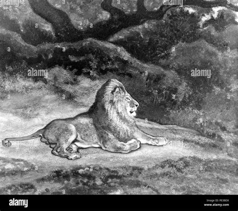 Louis the lion hi-res stock photography and images - Alamy