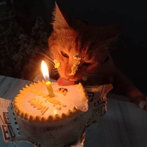 Cat Cat Birthday Cute cat Cat eat cake Dumb Cats, Silly Cats, Crazy ...