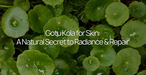 Gotu Kola for Skin: A Natural Secret to Radiance & Repair | Clinikally