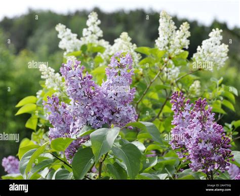 Common purple lilac syringa vulgaris hi-res stock photography and ...