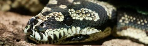 Image result for Red Jungle Python