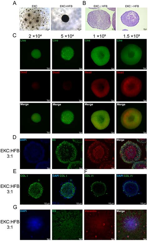 Self-Assembly of Human Embryonic-Stem-Cell-Derived Keratinocytes and ...