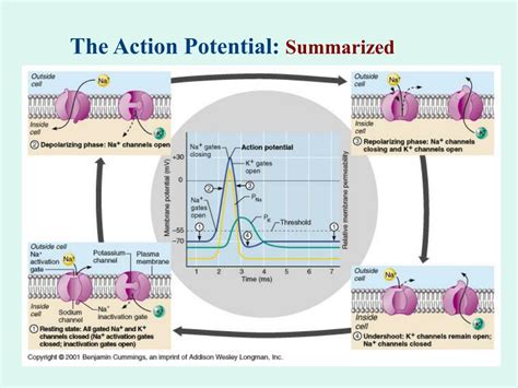 Image result for Action Potential