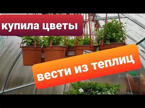 Вести из теплиц/ Новинки для сада/Обзор цветов и рассады - YouTube