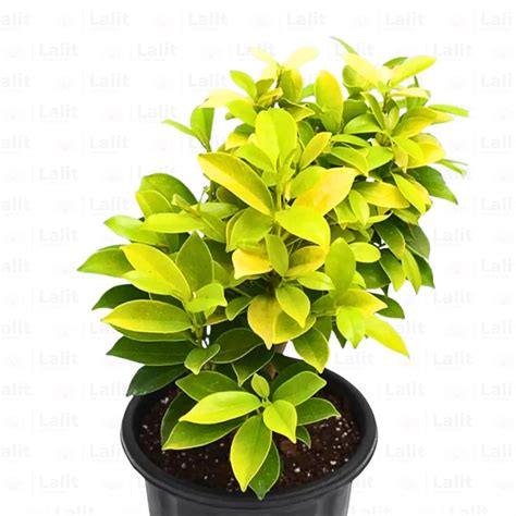Ficus Panda - Plant – Lalit Enterprise