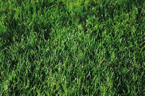 The Best Bermuda Grass Herbicides of 2023 - Top 10 Reviews