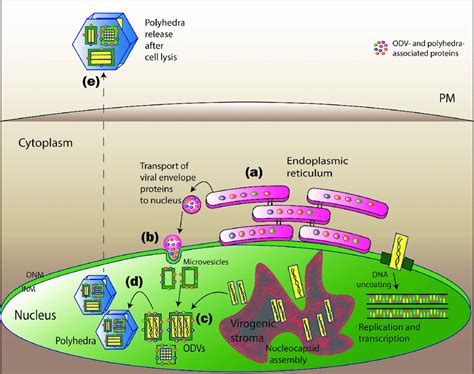 Image result for ODV Tutorials