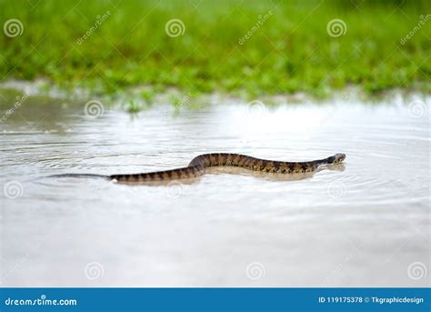 Banded Water Snake