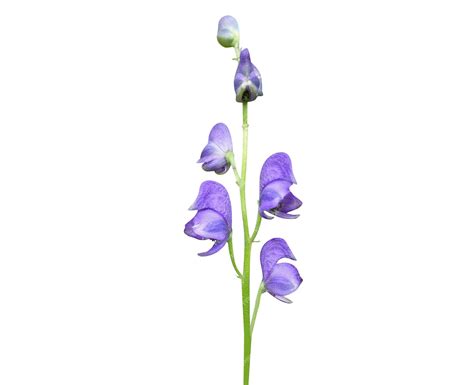 Premium Photo | Aconitum or Aconite is described in Greek and Roman folk medicine and used in ...
