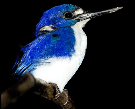 Image result for Catching Amethystine Python's