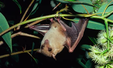 Bats Habitat Map at Henry Gale blog