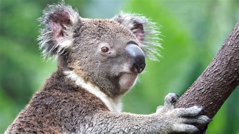 Koala Bear Pictures For Kids