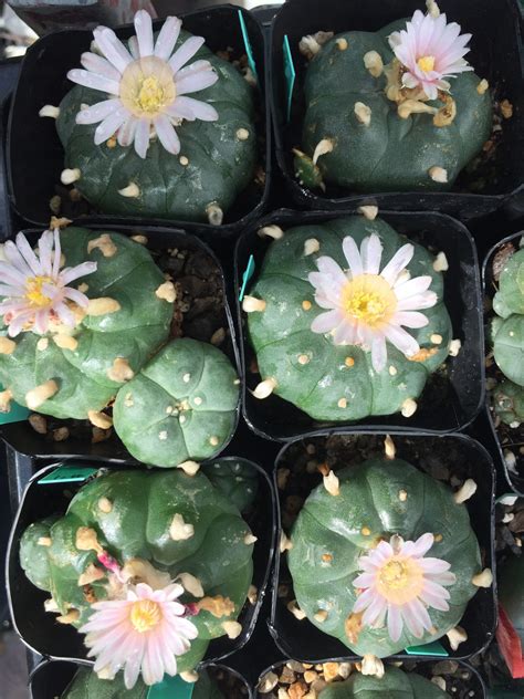 Peyote Cactus Plants