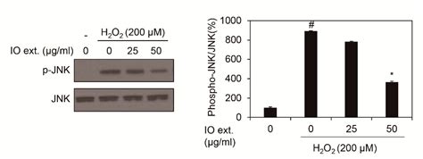 Inonotus obliquus Extracts Decreased Expression of MMP1 mRNA via JNK-AP ...