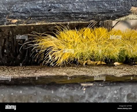 Bright yellow fuzzy and furry American Dagger Moth (Acronicta americana ...