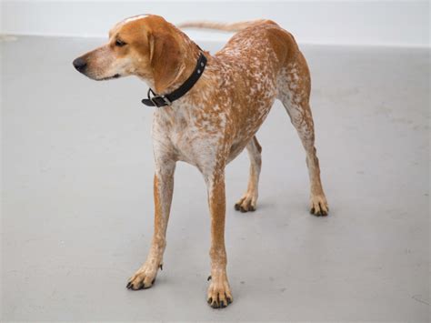 Dive Into the World of American English Coonhounds: A Comprehensive ...