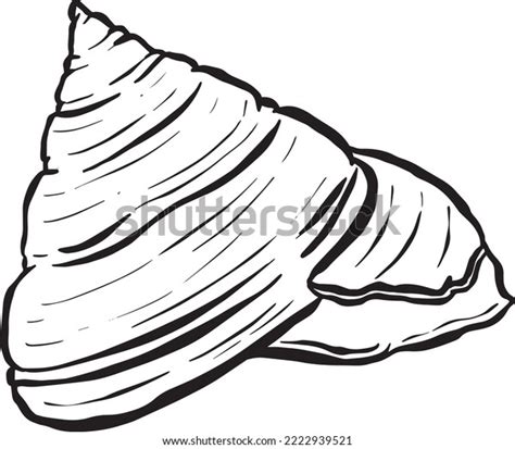 Image result for Biro Drawing Shell