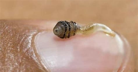 Image result for Alien Lay Eggs Inside Body