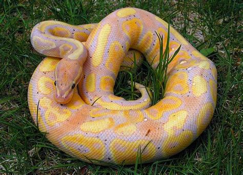 Image result for Congo Ball Python