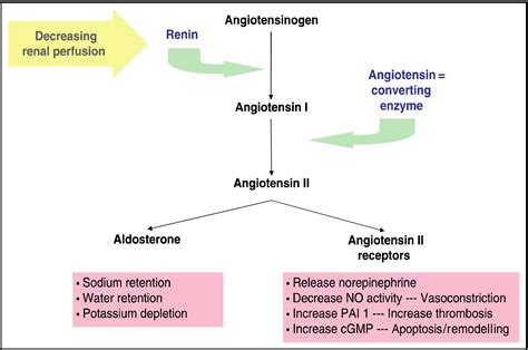 Angiotensin‐converting enzyme inhibitor–induced angioedema: A review of ...