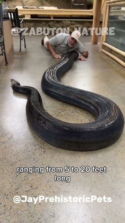 Image result for Rock Python vs Anaconda