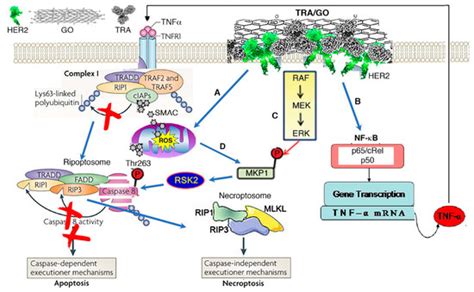 Elimination of Osteosarcoma by Necroptosis with Graphene Oxide ...