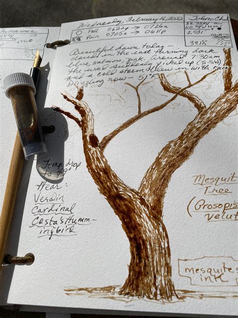 Chroma Sonorensis: Making ink from mesquite tree sap — Exploring Overland