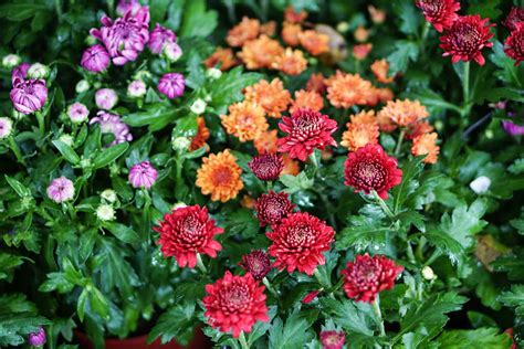 Chrysanthemum Plant Care
