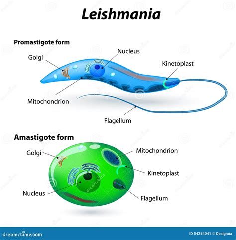 Leishmaniasis Life Cycle Diagram