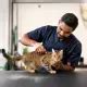 Cat Grooming Near Me | Certified Groomers, Vet-Supervised